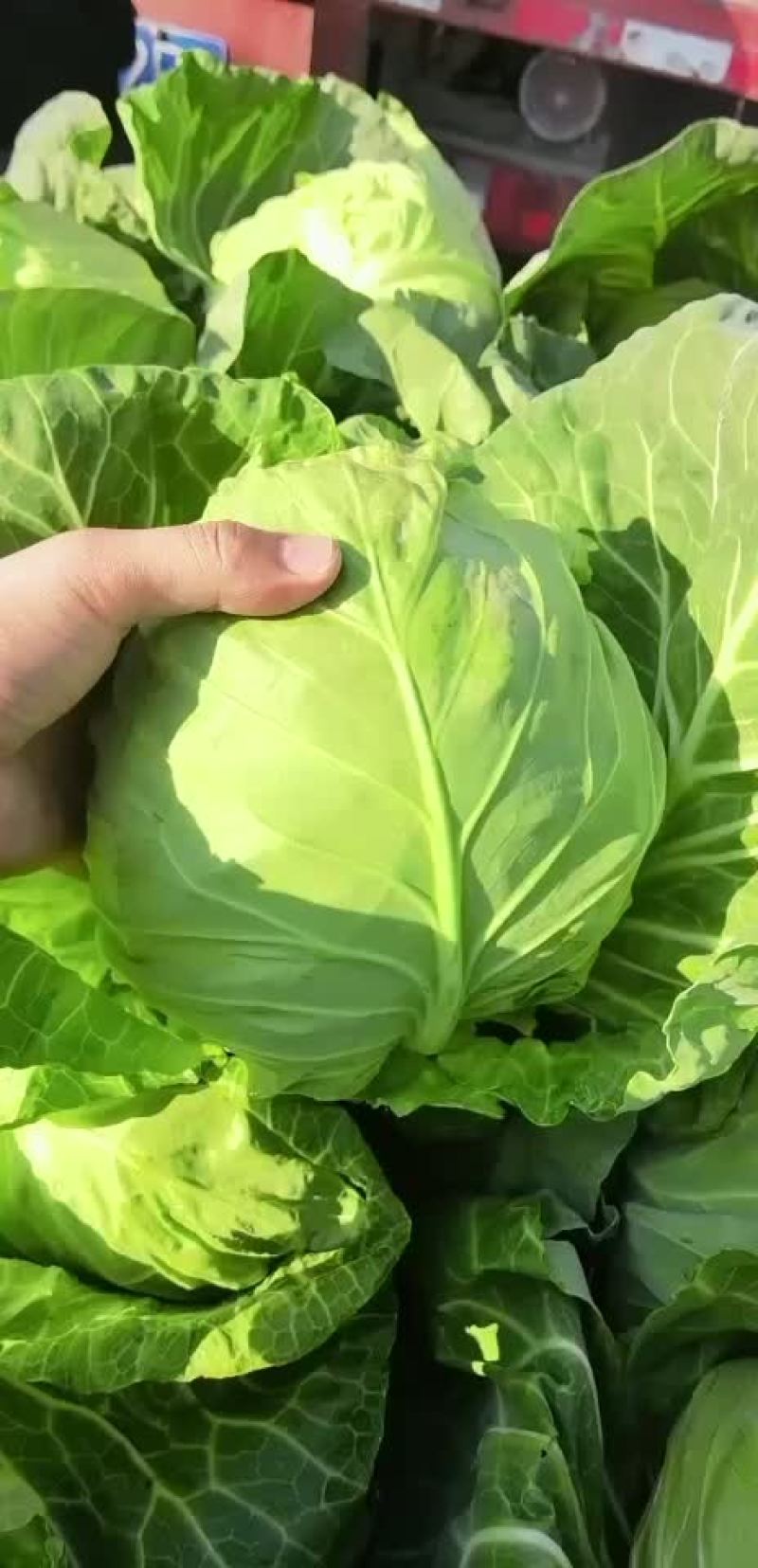 精品甘蓝，超市**，基地直采，全国发货质量保证