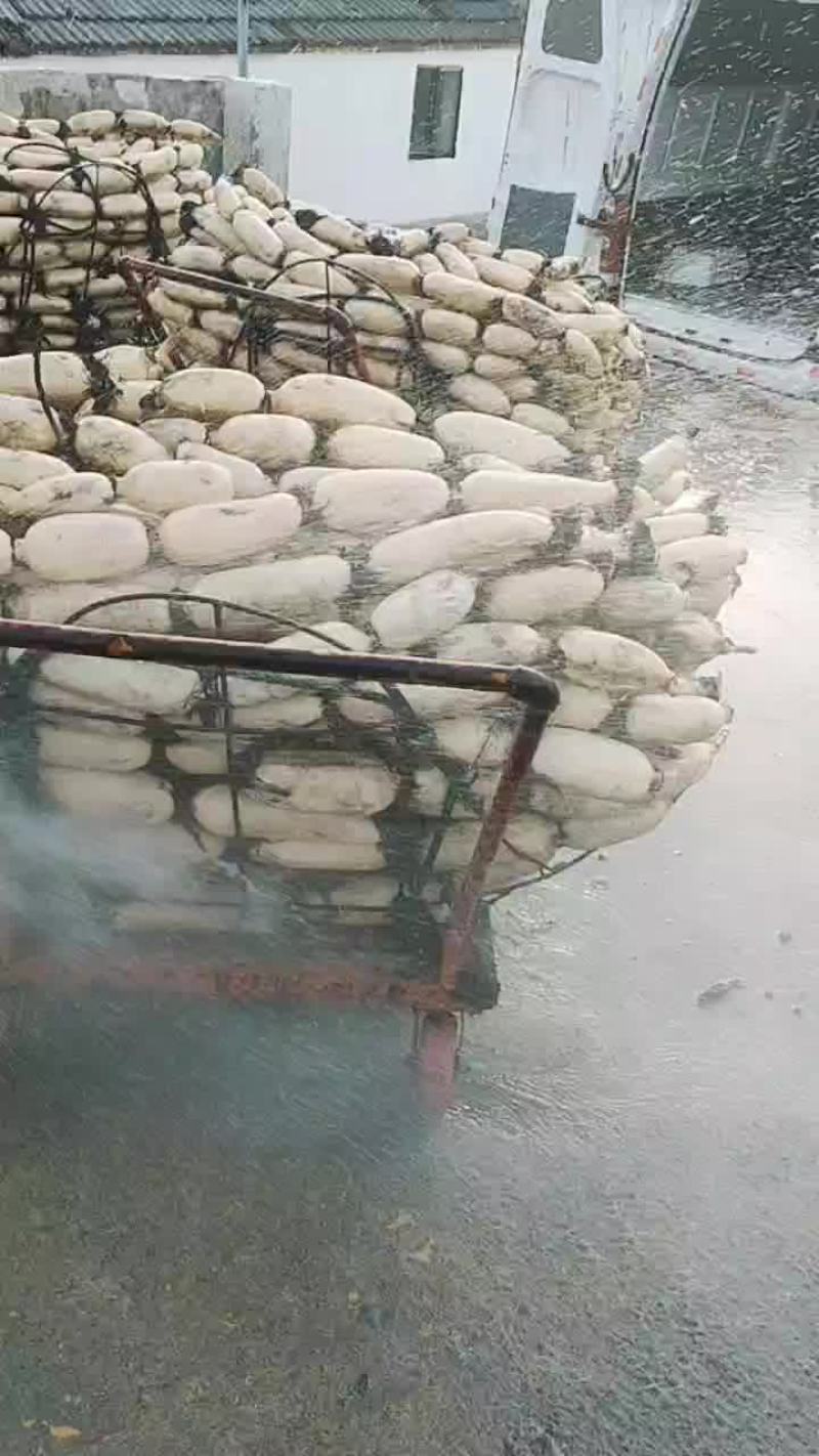 大白高挡货红芽