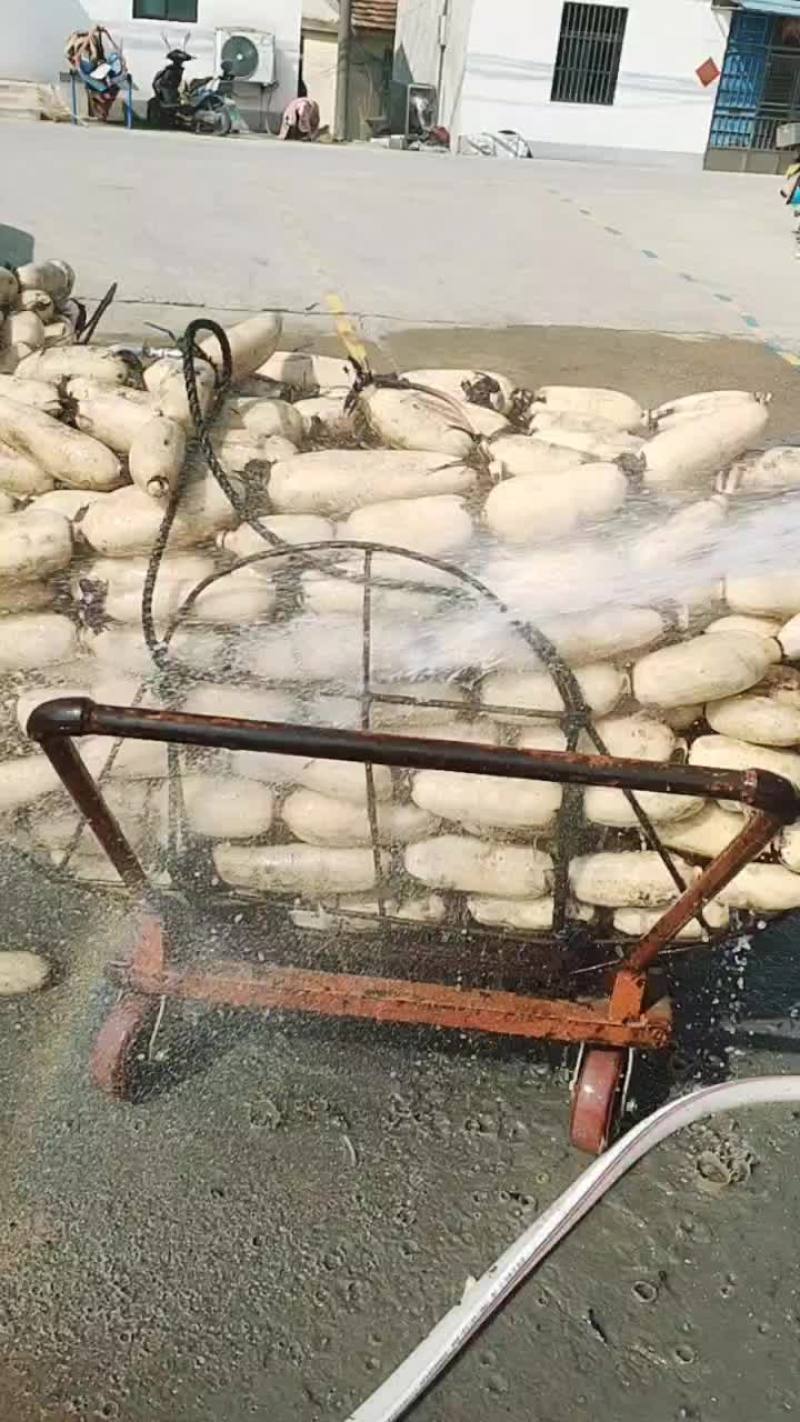 大白高挡货红芽