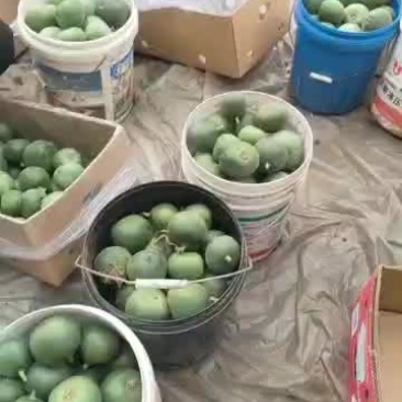 乐亭甜瓜上市中