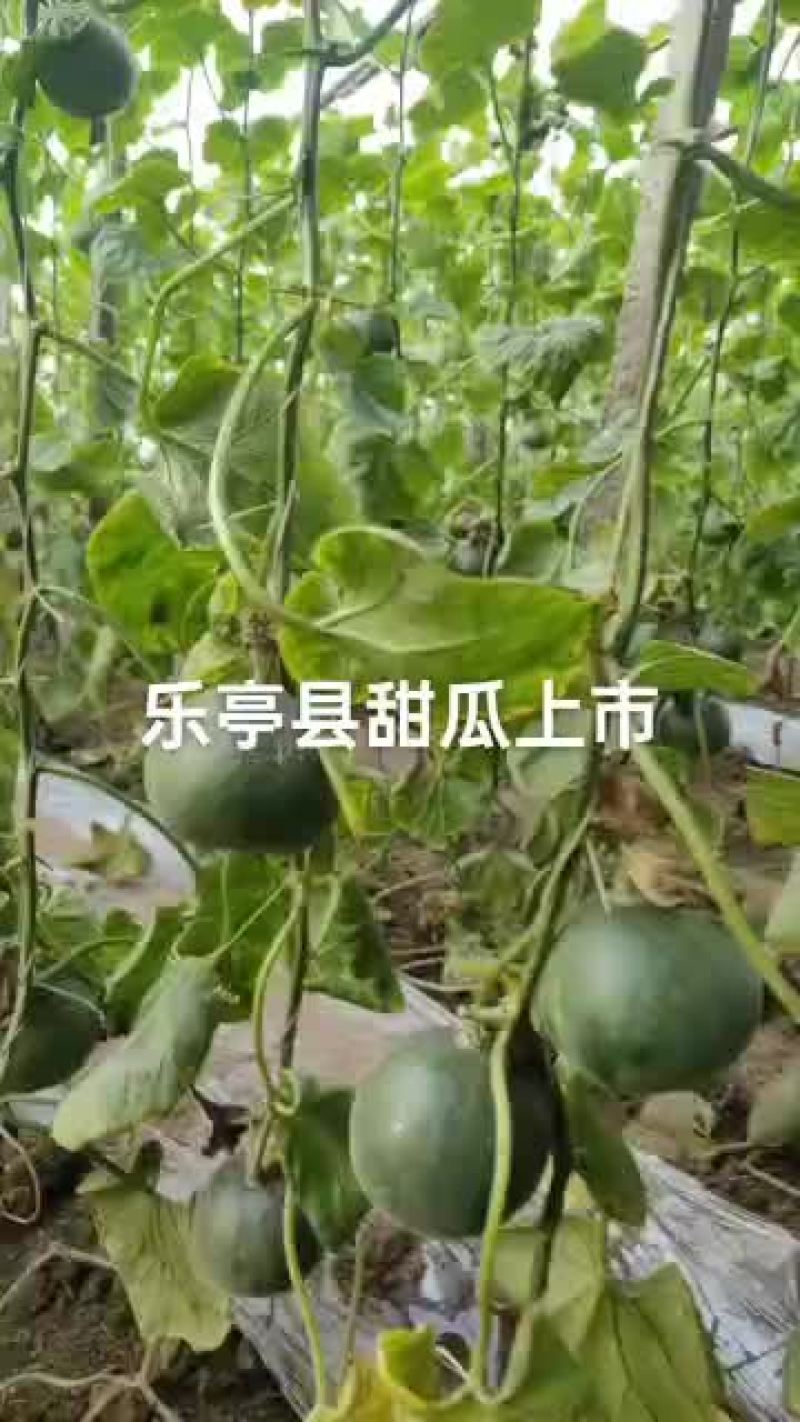 乐亭甜瓜上市中