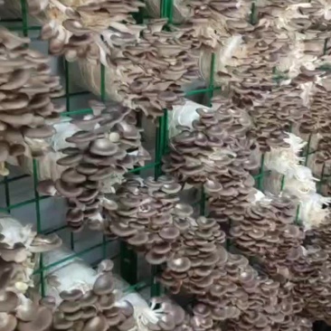 秀珍菇