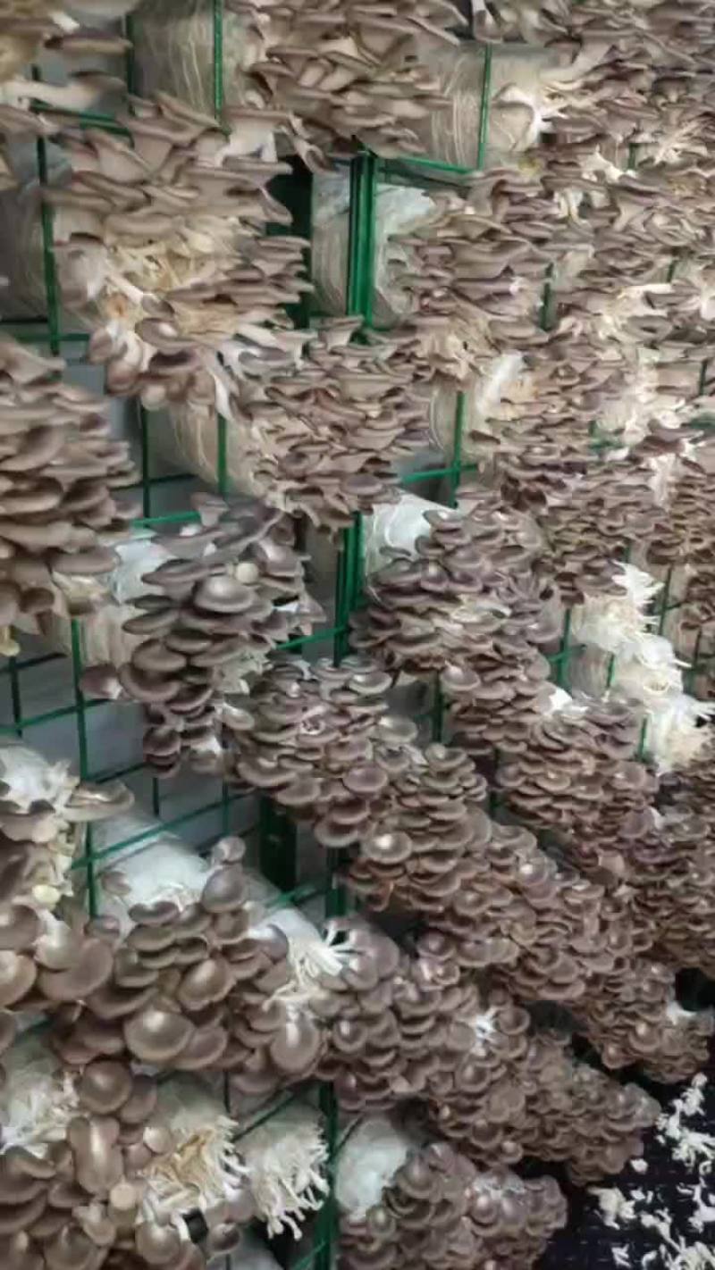 秀珍菇
