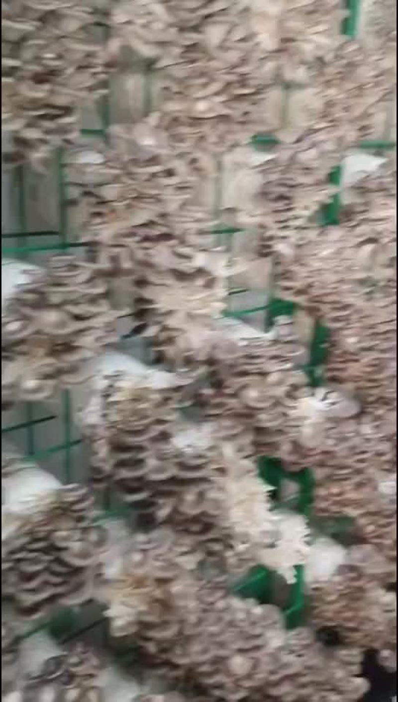 秀珍菇
