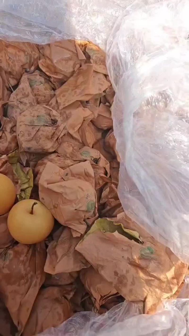 秋月梨