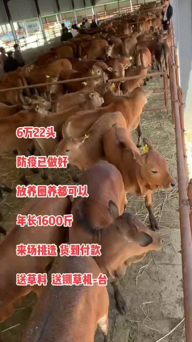 纯种西门塔尔牛犊活牛黄牛犊牛苗改良肉牛犊小牛崽养殖技术