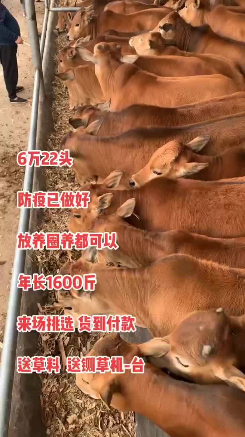 活牛黄牛犊出售小牛西门塔尔牛活体牛犊子活苗肉牛犊牛仔养殖