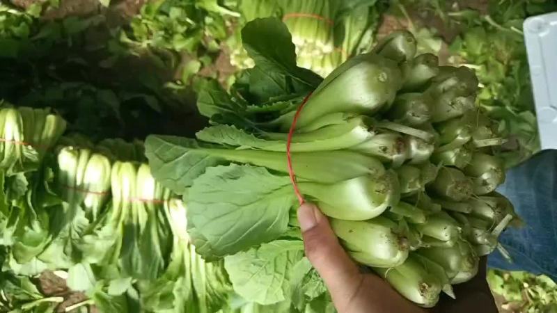 辽宁新民大量精品小白菜，欢迎全国采购商。前来洽谈采购