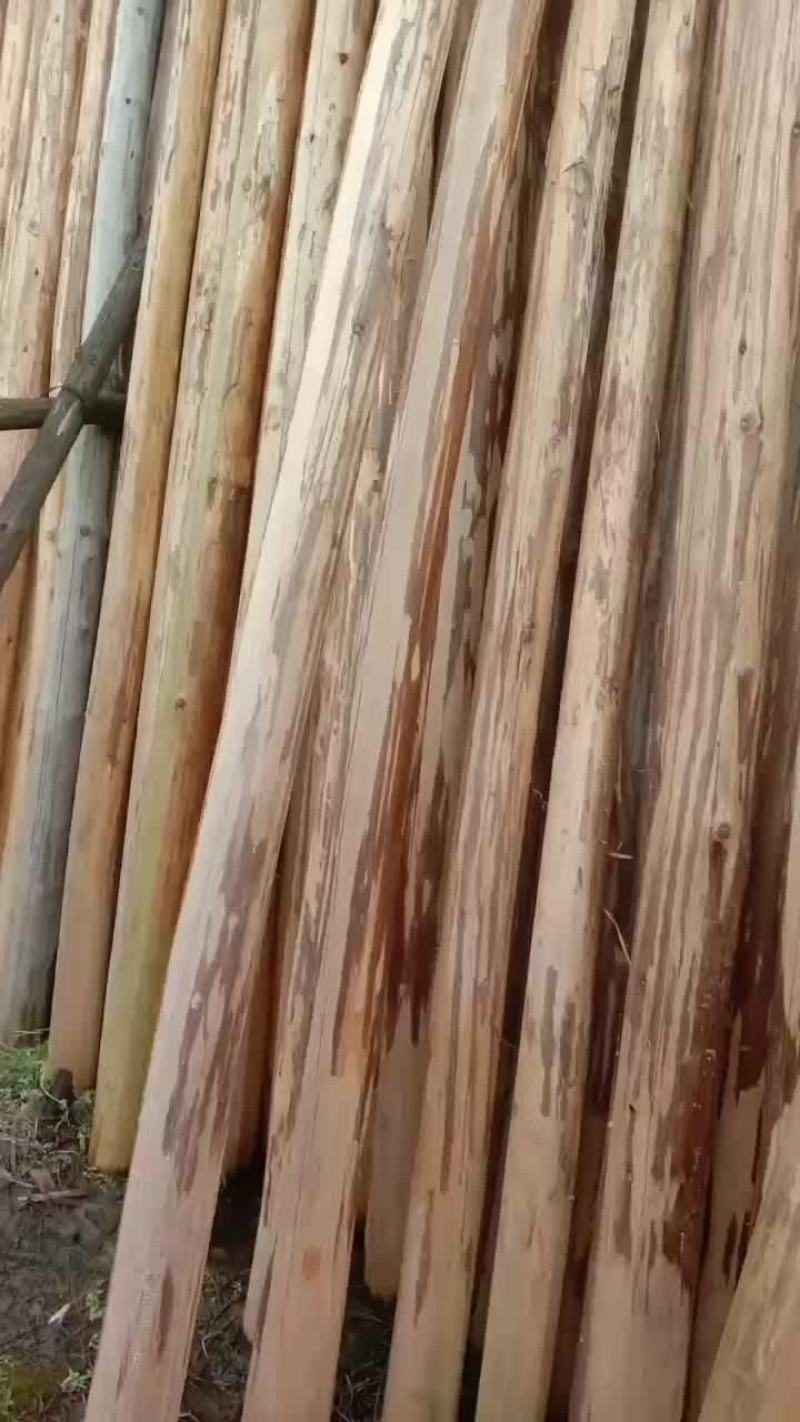 杉木