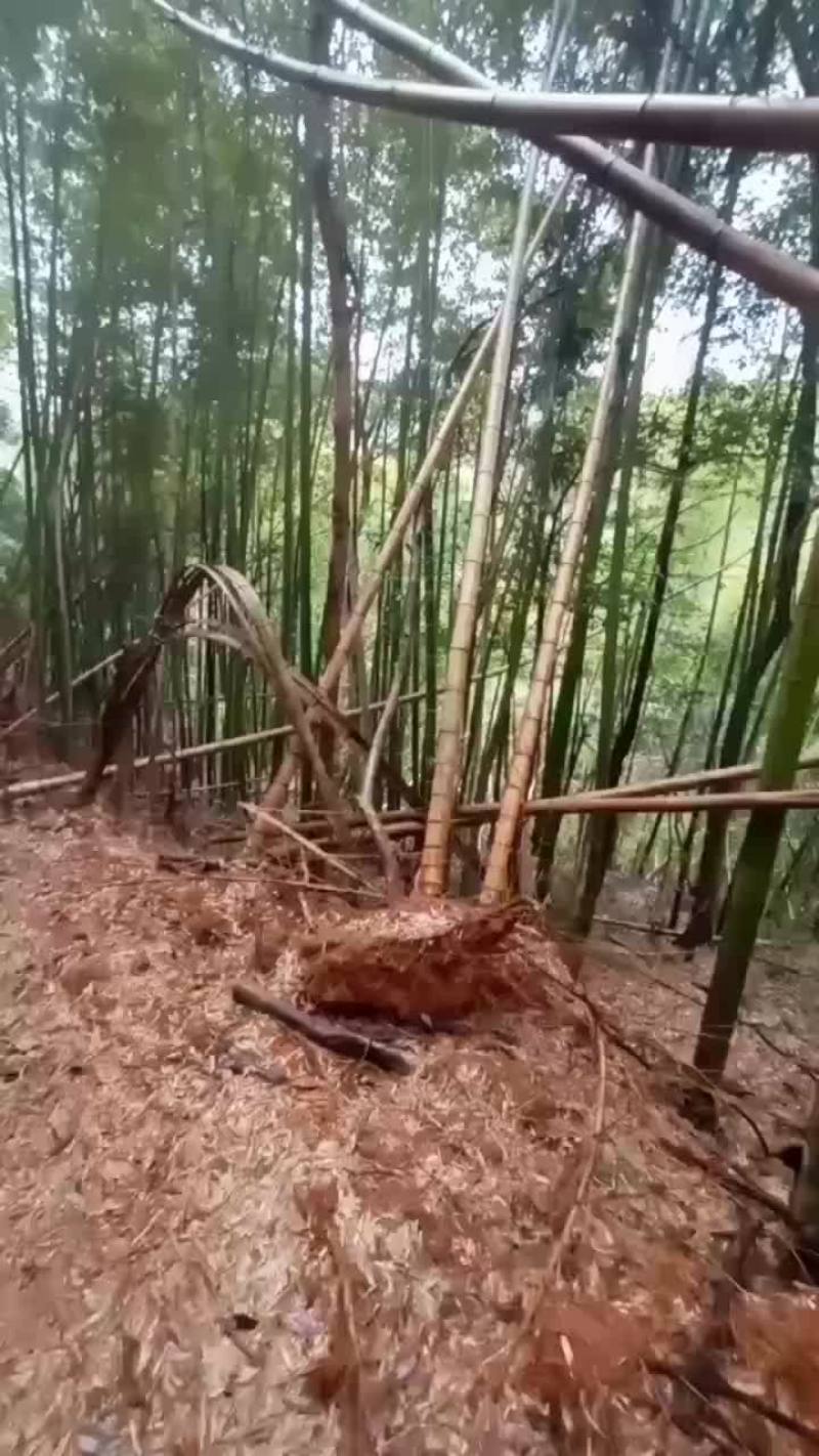杉木