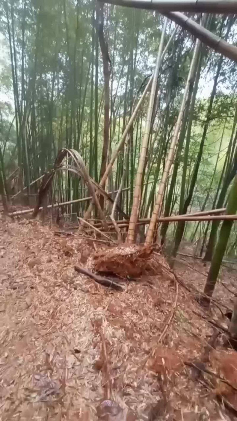 杉木