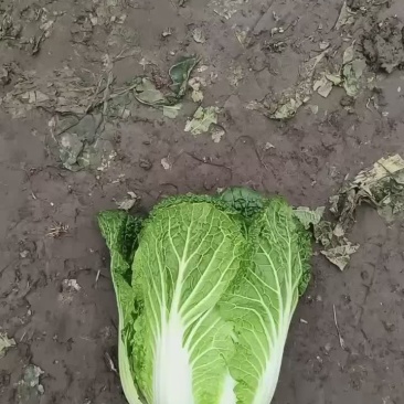 韩美黄
