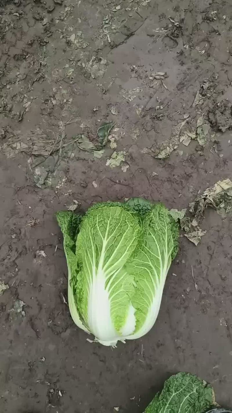 韩美黄