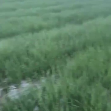 小葱