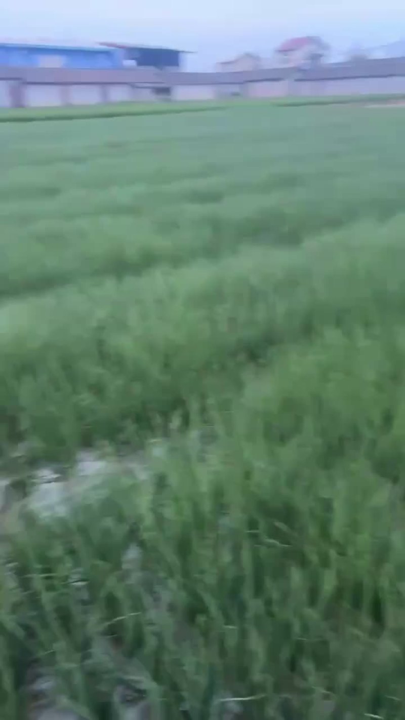 小葱