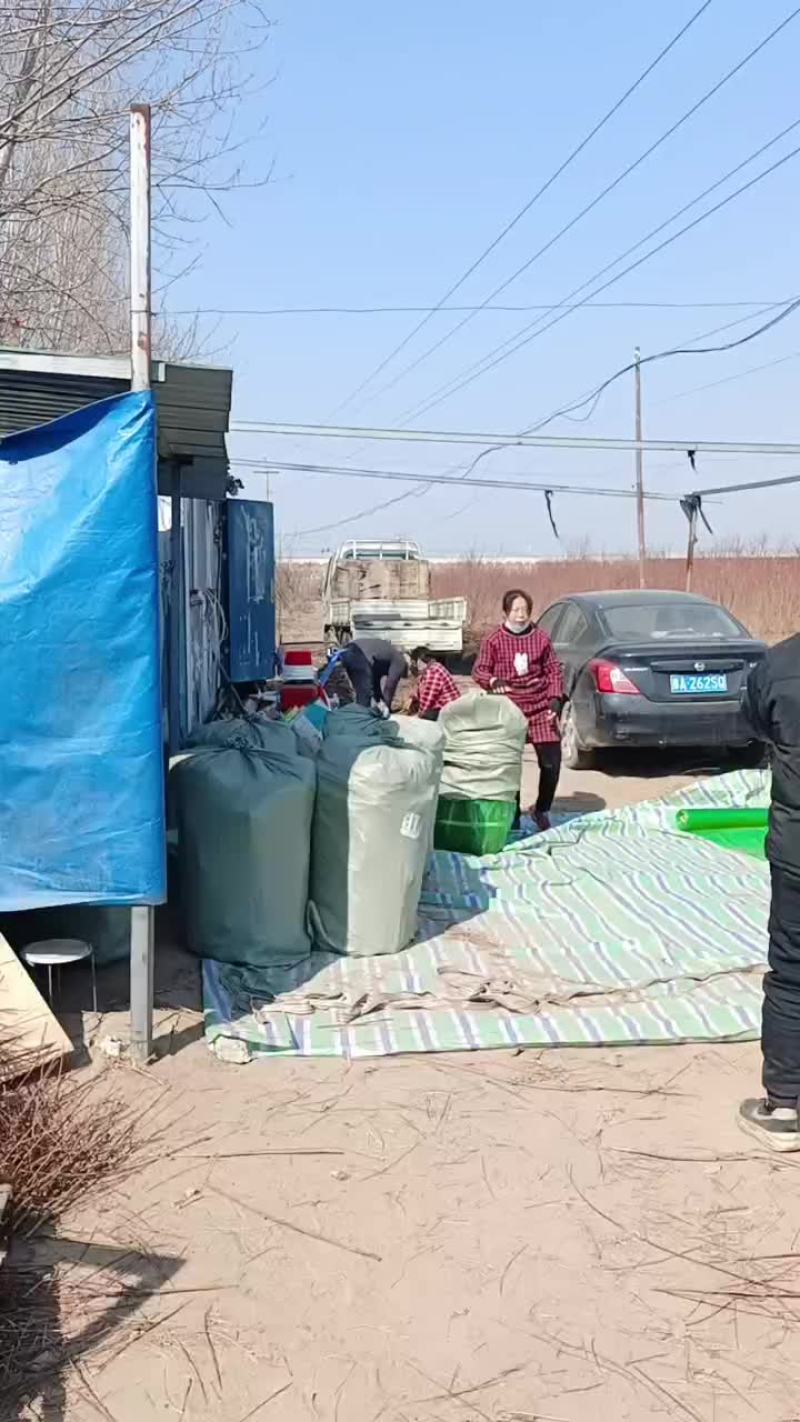 新品种桃树苗，
