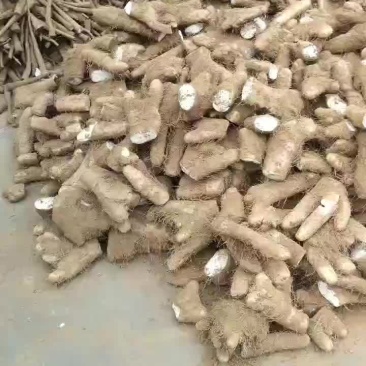【推荐】精品白玉巴掌头产地直发欢迎来电咨询