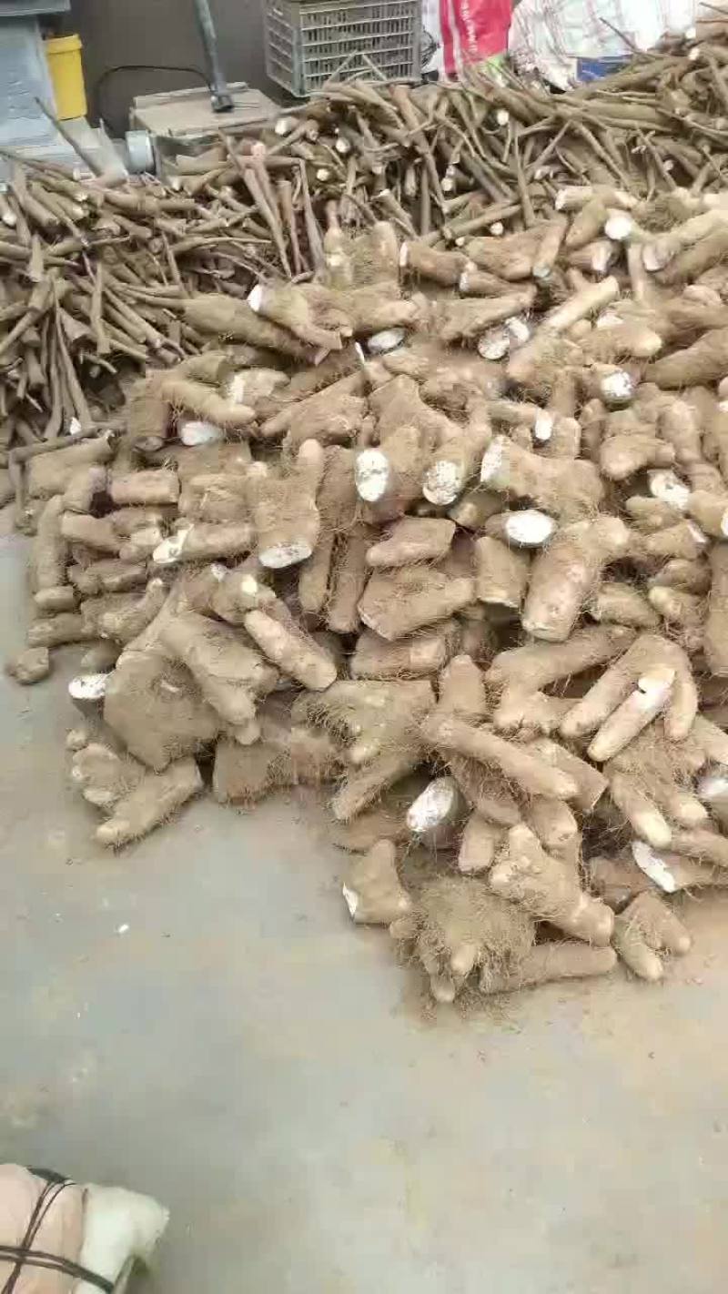 【推荐】精品白玉巴掌头产地直发欢迎来电咨询