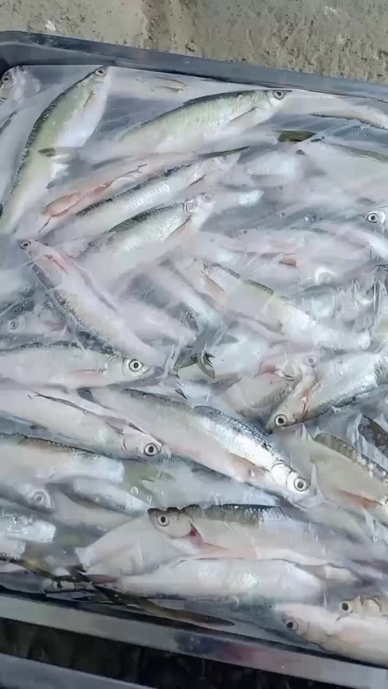 冻板大白条阳干大白条蓝刀小白条