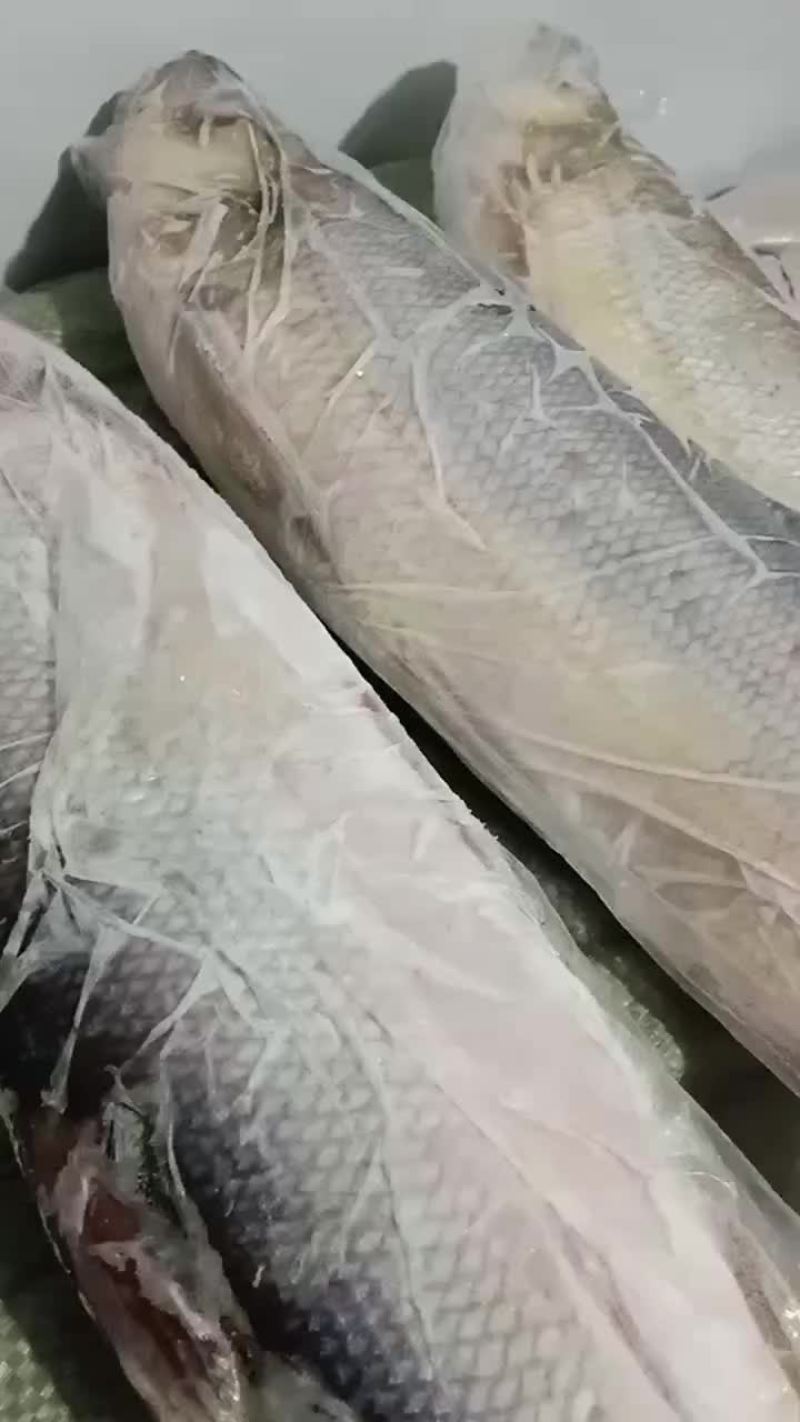 冻板大白条阳干大白条蓝刀小白条