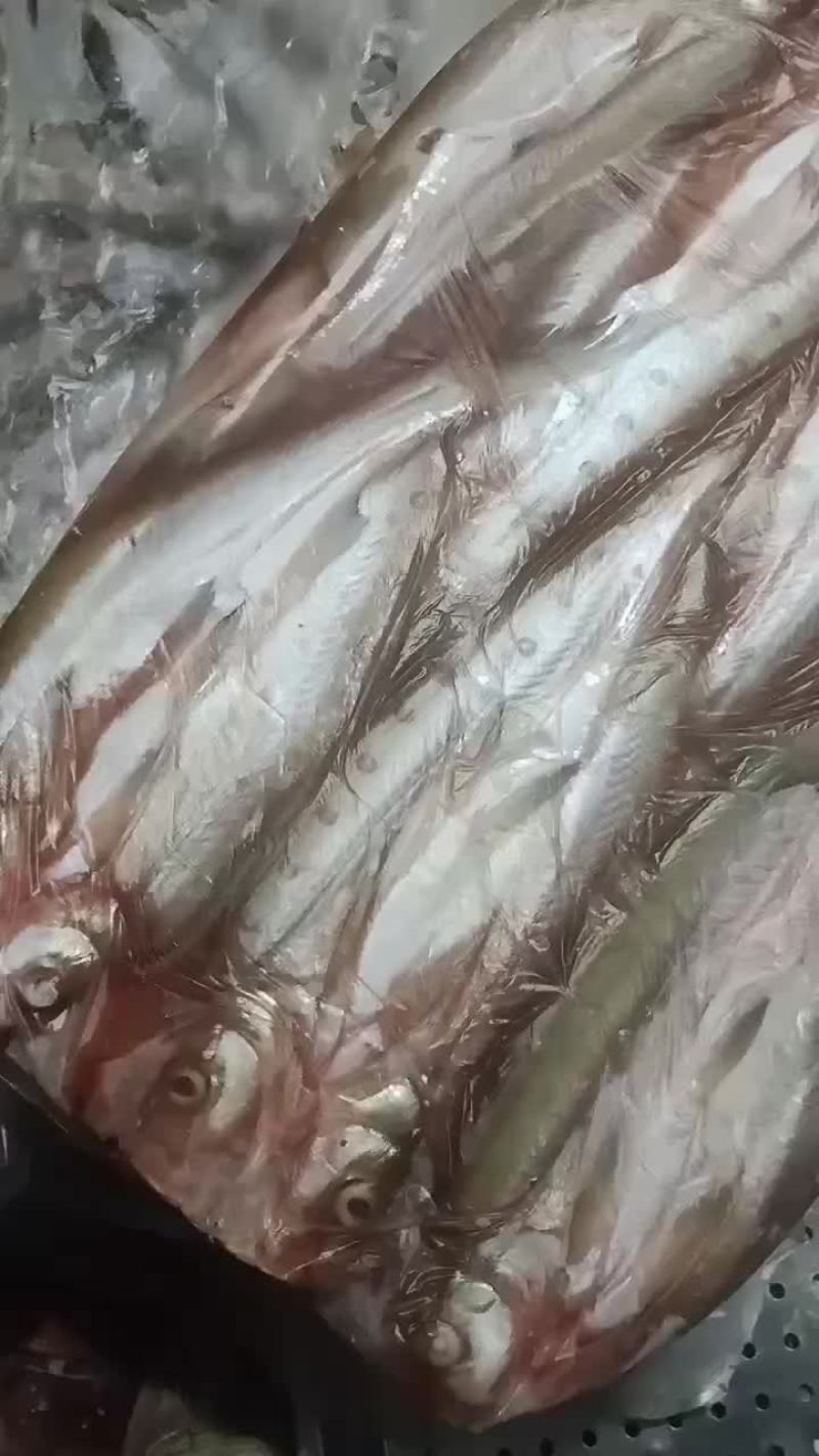 冻板大白条阳干大白条蓝刀小白条