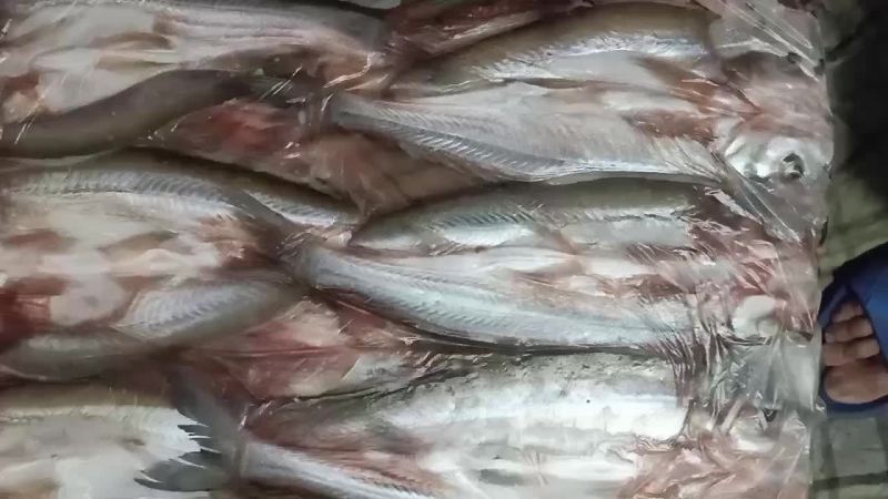 冻板大白条阳干大白条蓝刀小白条