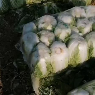 大白菜土豆西瓜