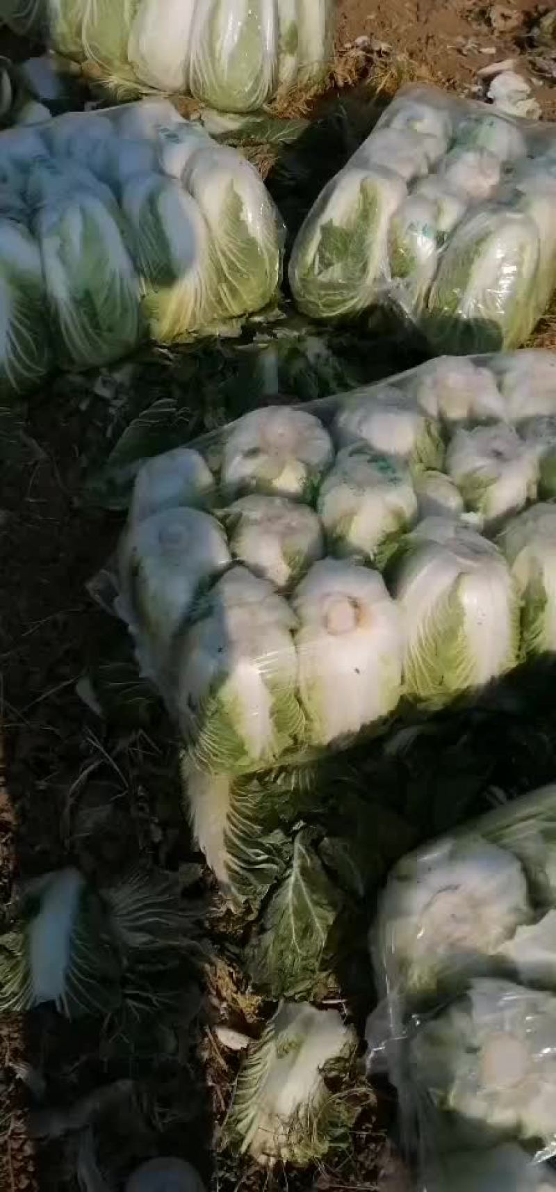大白菜土豆西瓜