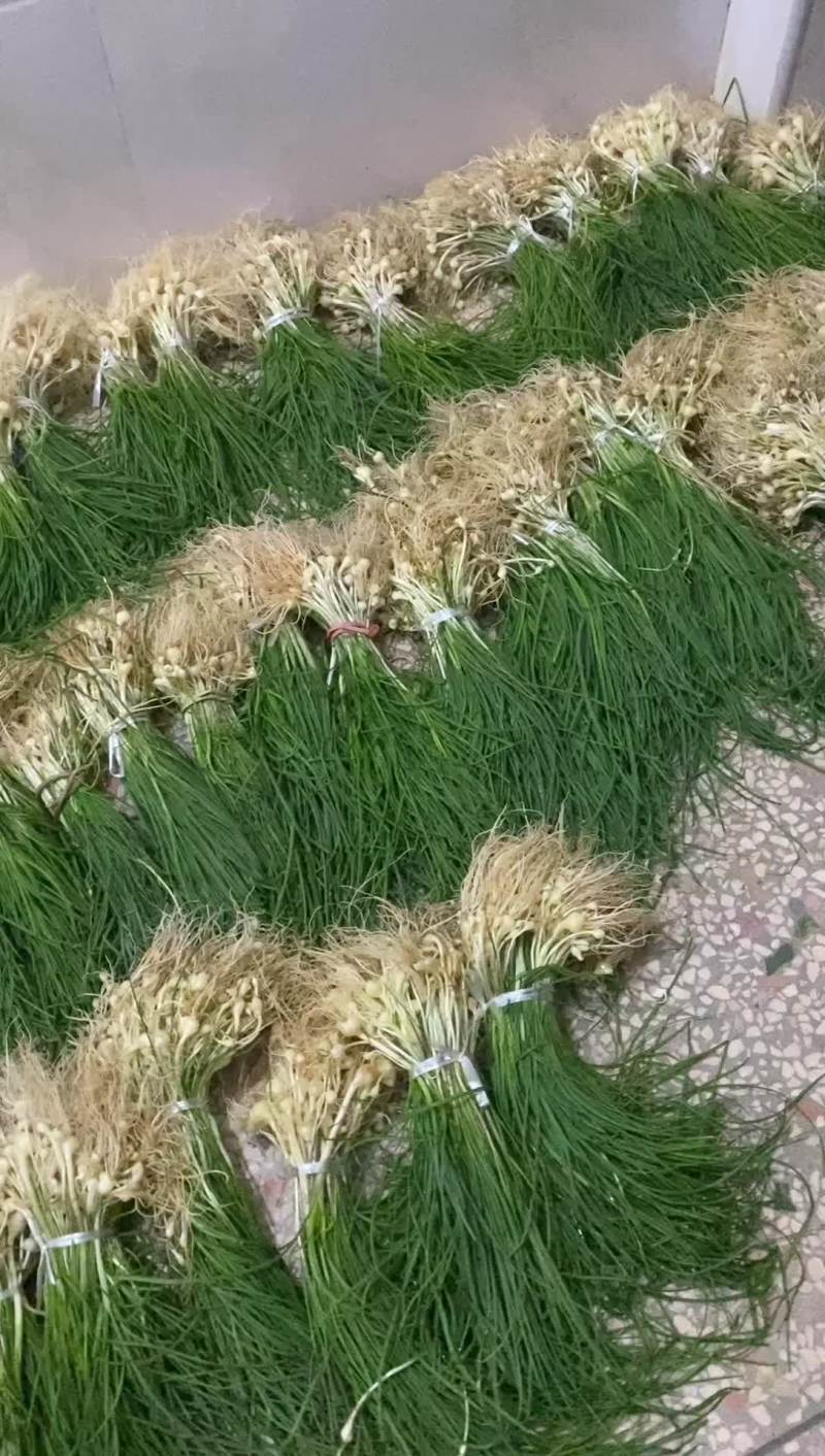 湖南新鲜野胡葱现摘现发当天发货天然野生胡葱