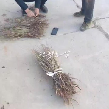 杜梨小苗
