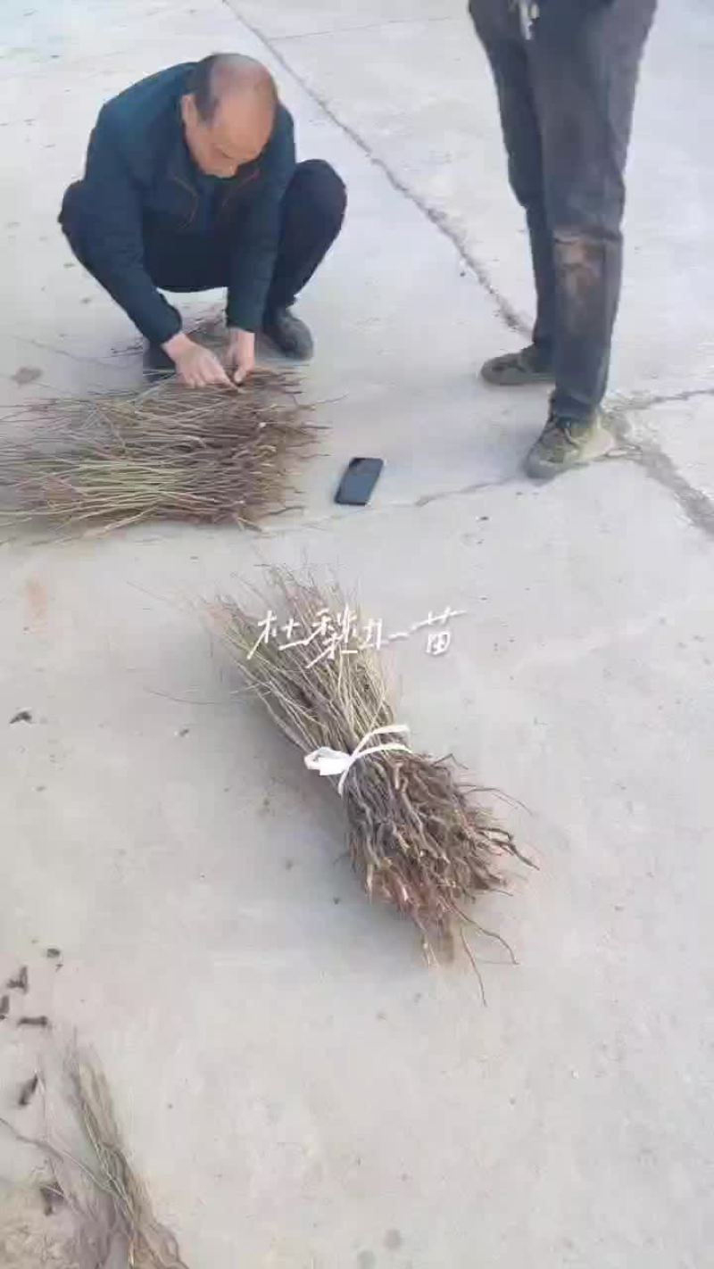 杜梨小苗