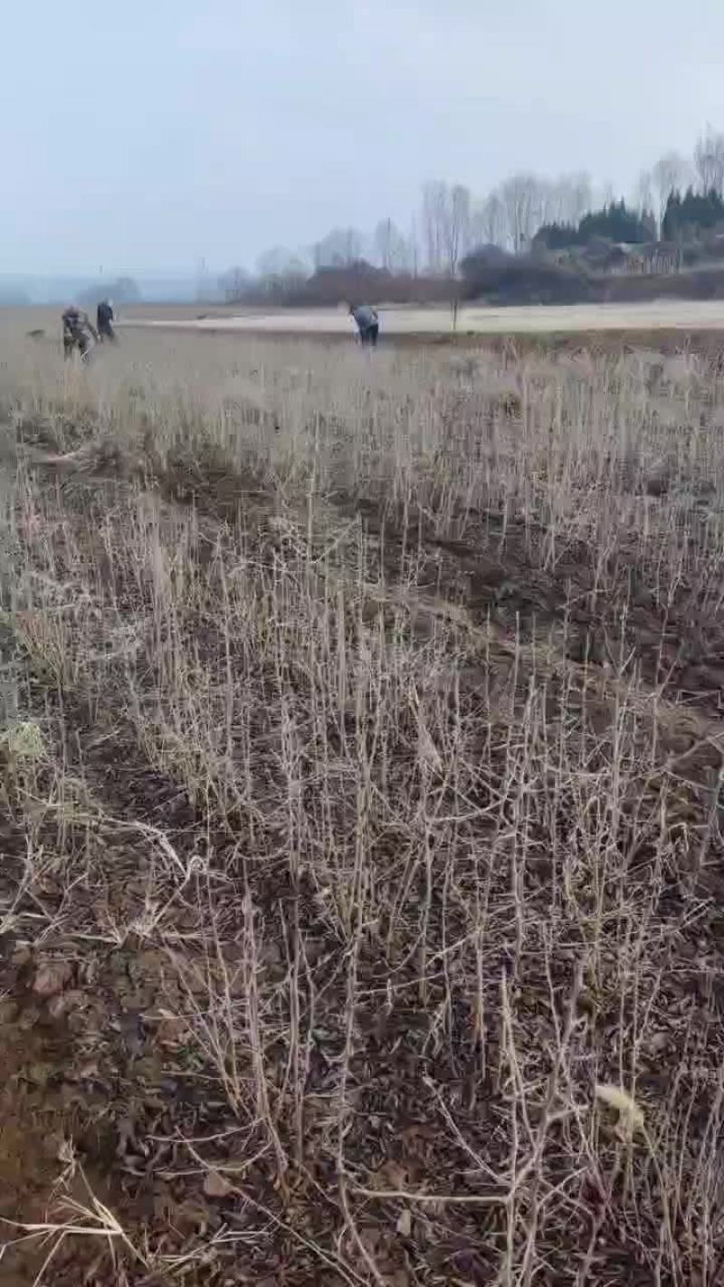 杜梨小苗