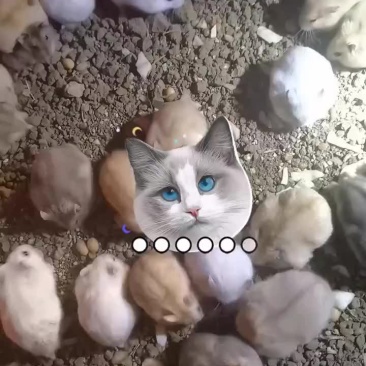 仓鼠