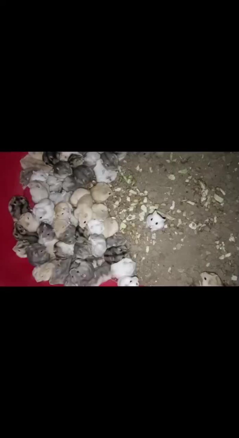 仓鼠