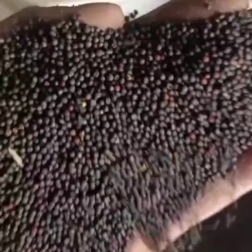 油菜籽
