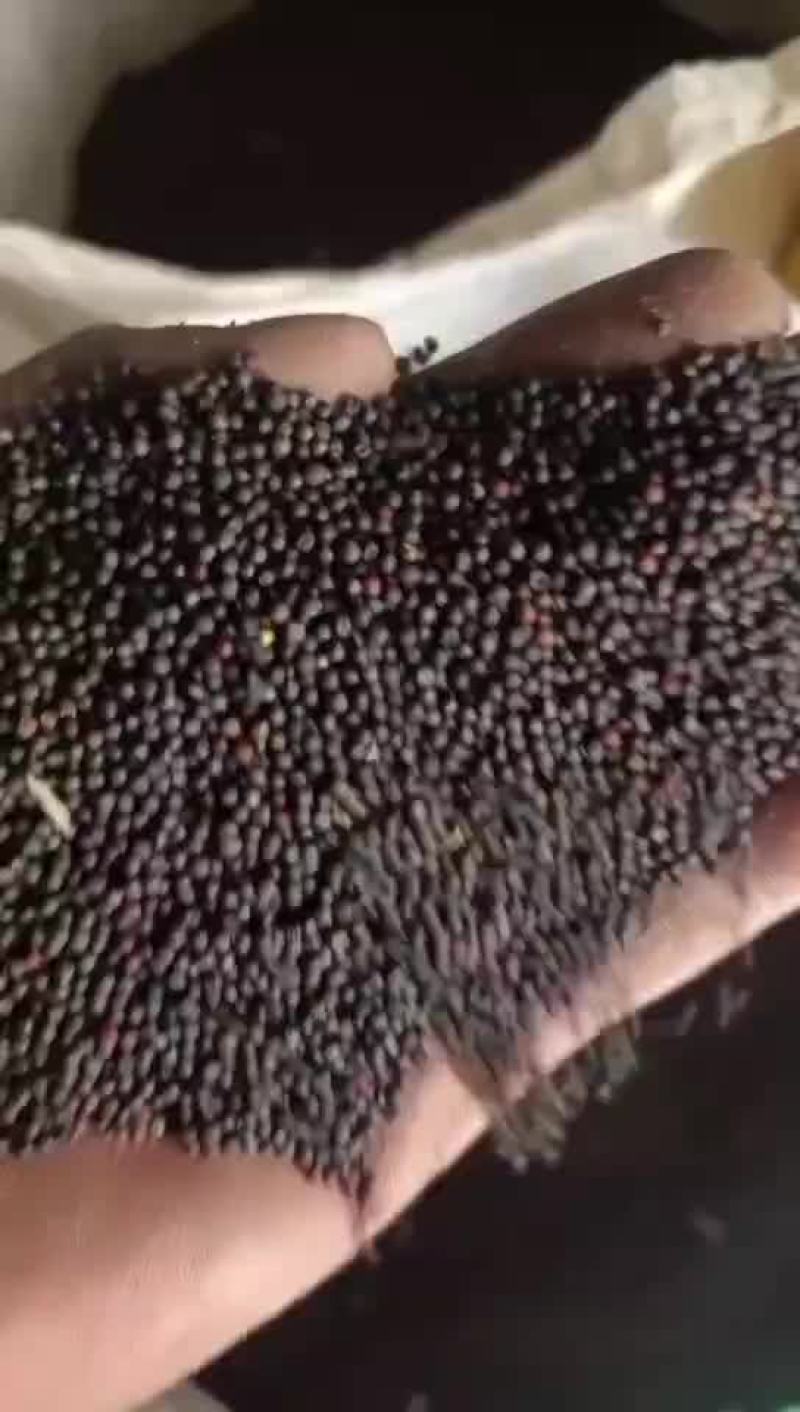 油菜籽