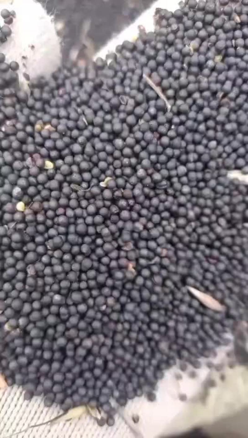 油菜籽