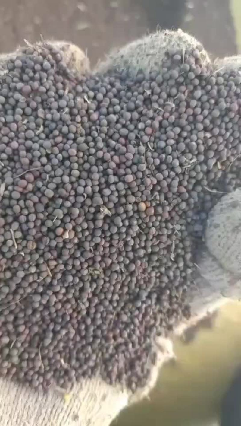 油菜籽