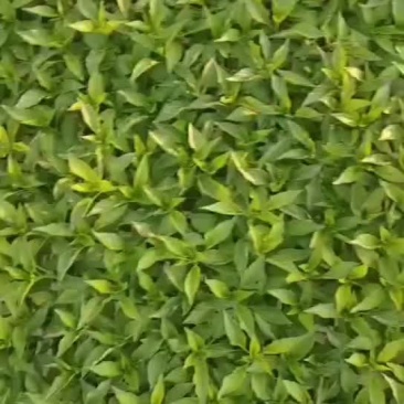 三号线椒苗