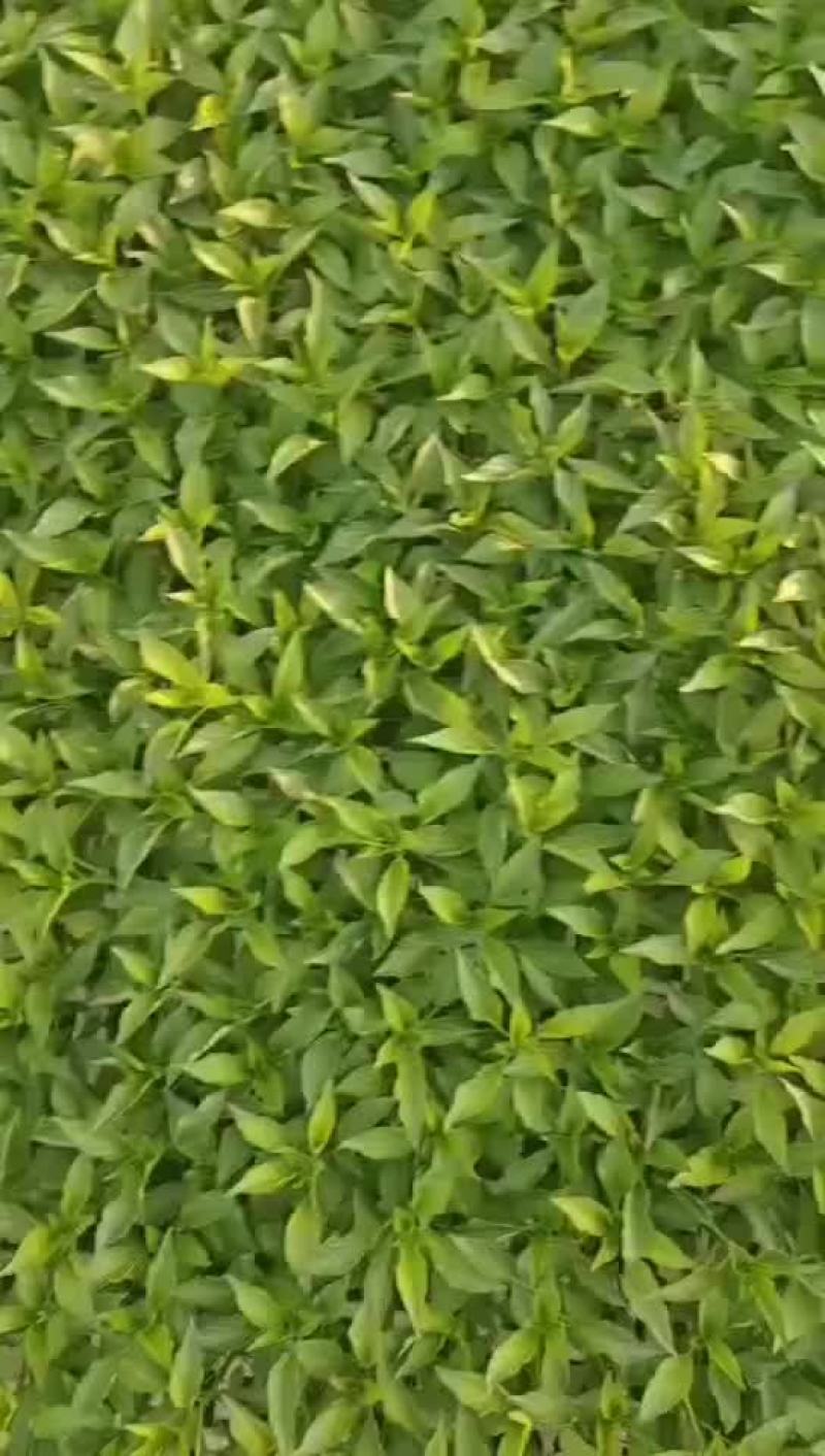 三号线椒苗