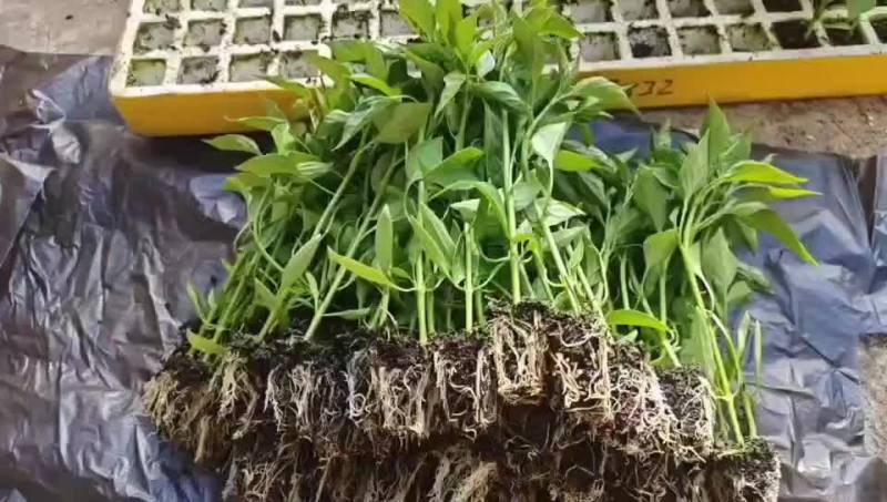 三号线椒苗