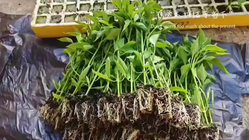 三号线椒苗