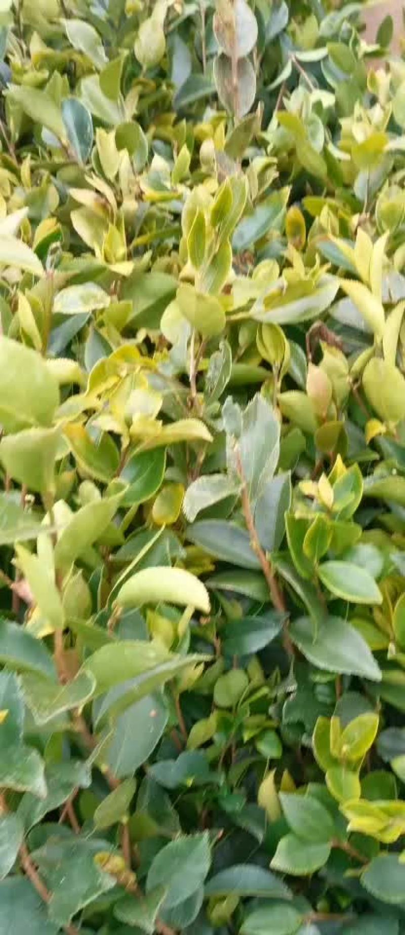 油茶苗