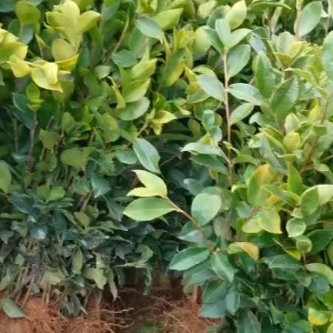 油茶苗
