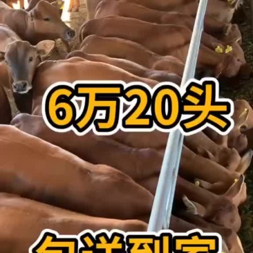 纯种鲁西黄牛小牛犊子6个月小黄牛肉牛犊土黄牛苗小牛仔活体