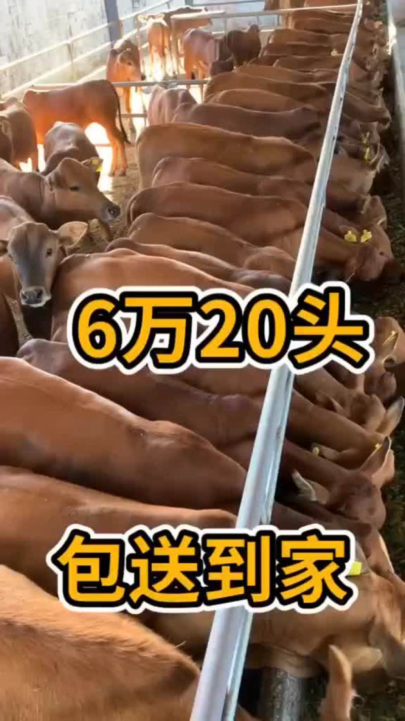 纯种鲁西黄牛小牛犊子6个月小黄牛肉牛犊土黄牛苗小牛仔活体
