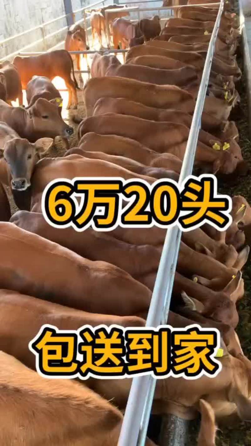 纯种鲁西黄牛小牛犊子6个月小黄牛肉牛犊土黄牛苗小牛仔活体