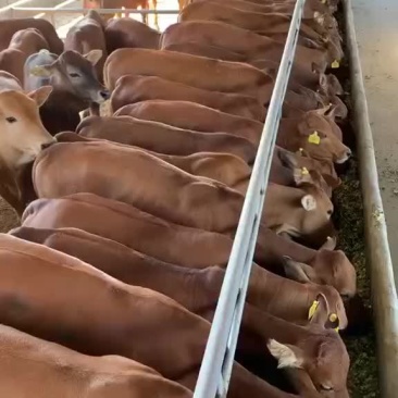 鲁西黄牛大型肉牛小牛犊头胎怀孕母牛成年公牛牛崽活体肉牛黄
