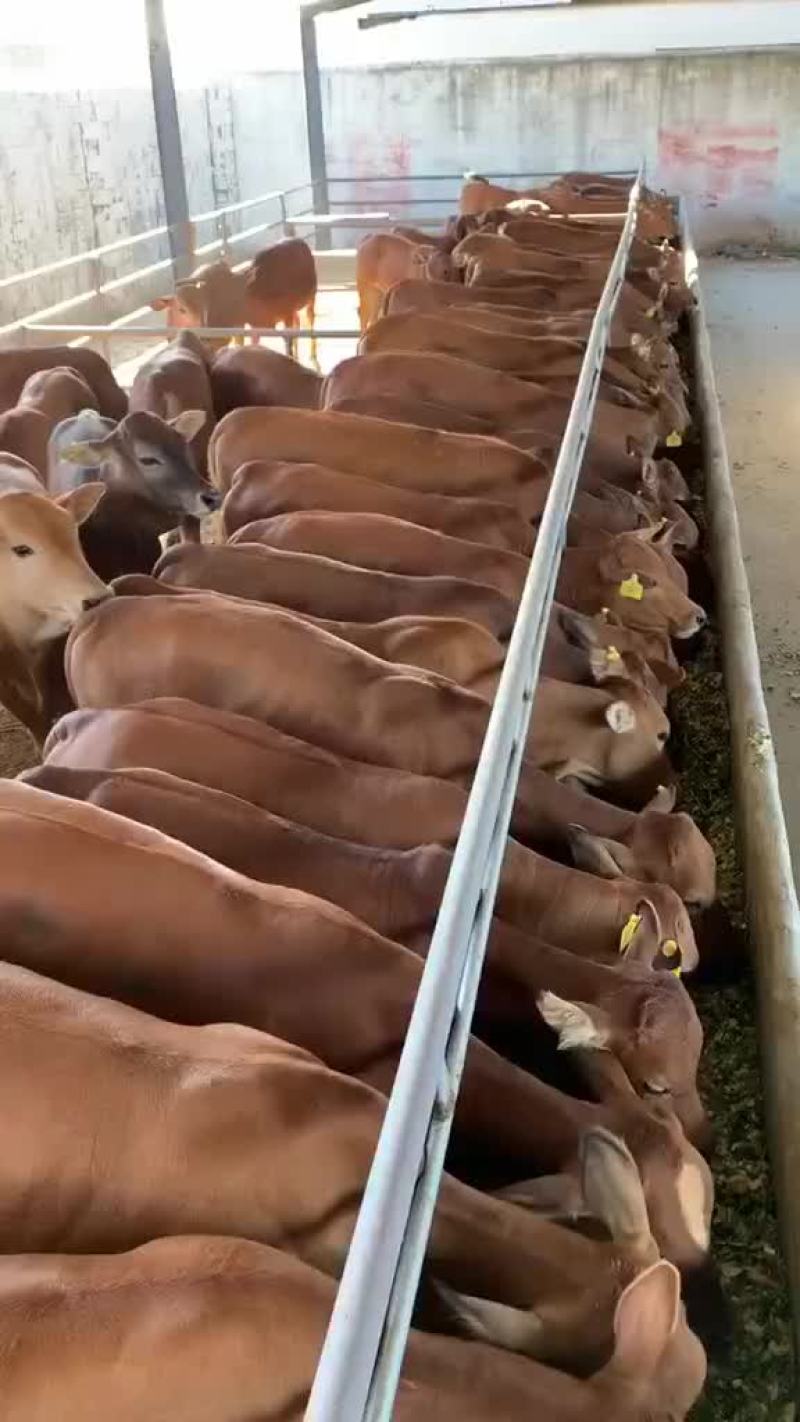 鲁西黄牛大型肉牛小牛犊头胎怀孕母牛成年公牛牛崽活体肉牛黄