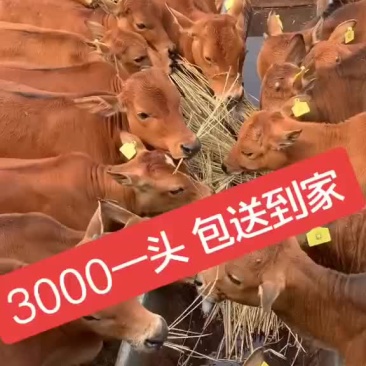 牛犊子活牛纯种西门塔尔牛育肥牛鲁西黄牛幼崽改良小牛苗杂交